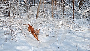 Exuberant Dog Leaping Out of the Woods