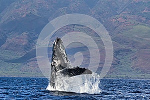 Exuberant, joyful breach by a humpback whale on Maui.
