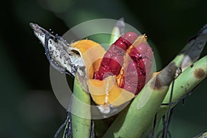 The exuberant red seeds of the white ginger lily