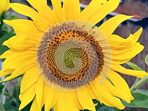 Exuberantly blooming sunflower with a dark heart