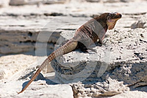 Exuma island iguana in the bahamas