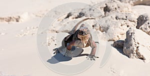 Exuma island iguana in the bahamas