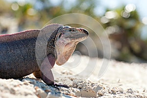 Exuma island iguana in the bahamas