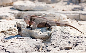 Exuma island iguana in the bahamas