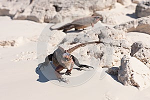 Exuma island iguanas in the bahamas