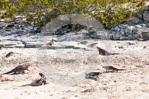Exuma island iguanas in the bahamas