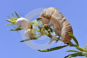 Exuvia of cicada