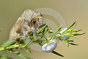 Exuvia of cicada on plant