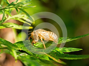 Exuvia ie moulted exoskeleton of European cicada on leaf.