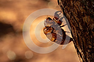 Exuvia of Typical Cicada