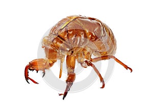 Exuviae of a Cicada