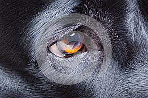 The eye of an adult dog is black. Macro photo of a labrador retriever\'s eye