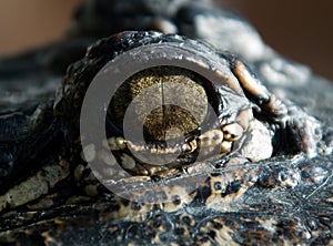 The eye of an alligator