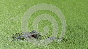 Eye of an Alligator in River