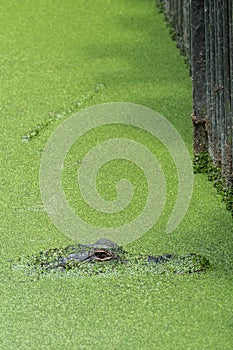 Eye of an Alligator in River