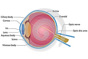 Eye Anatomy