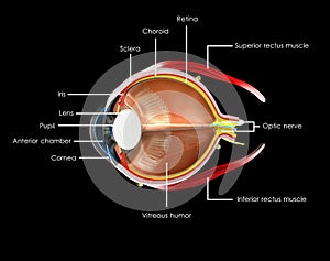 Eye Anatomy