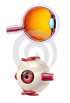 Eye anatomy photo