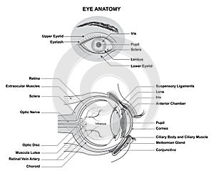 Eye Anatomy. Anatomy of the Human Eye. Structure and Function of the Human Eye with the name and description of all sites