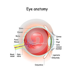 Eye anatomy.  Cross section of eyeball, eyelids, and Optic nerve