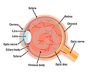 Eye anatomy diagram,illustration.