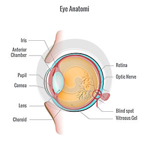 Eye anatomy diagram vector illustration