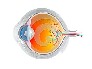 Eye anatomy