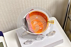 Eye anatomy, Human eye cross section physiology, Model of cornea and lens for ophthalmologist.