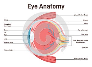 Eye anatomy. Human vision organ cross section anatomical structure.