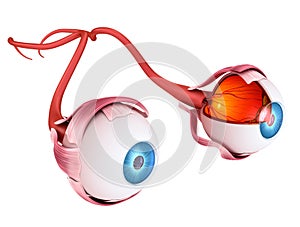 Eye anatomy - inner structure