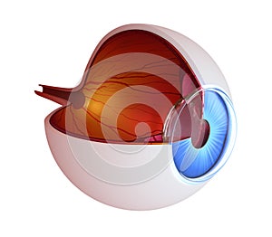 Eye anatomy - inner structure