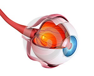 Eye anatomy - inner structure, Medically accurate