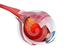 Eye anatomy - inner structure, Medically accurate illustration