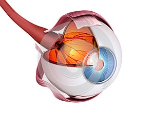 Eye anatomy - inner structure, Medically accurate illustration