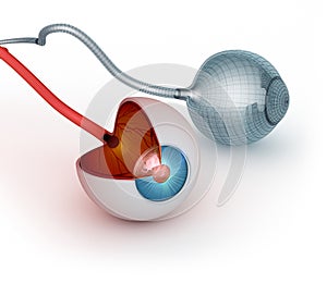 Eye anatomy - inner structure and wire