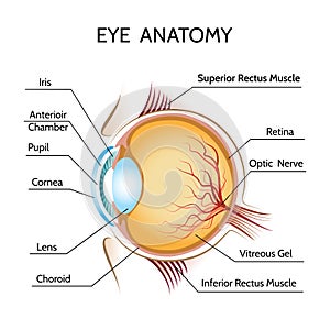 Eye anatomy photo