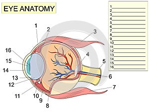 Eye anatomy with labeled structure scheme for human optic diagram. Write down the anatomical names.