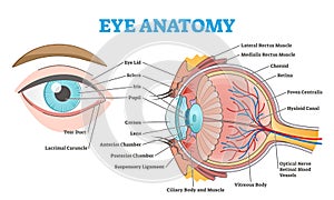 Eye anatomy with labeled structure scheme for human optic outline diagram