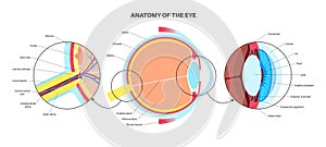 Eye anatomy poster