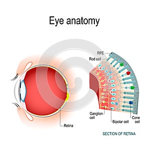 Eye anatomy. Rod cells and cone cells