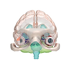 Eye anatomy and structure, muscles, nerves and blood vessels of