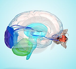 Eye anatomy and structure, muscles, nerves and blood vessels of