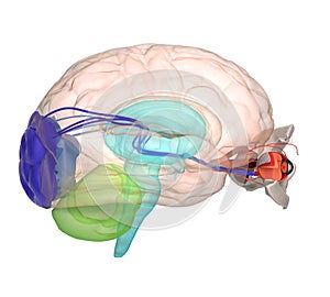 Eye anatomy and structure, muscles, nerves and blood vessels of