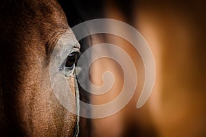 Eye of Arabian bay horse