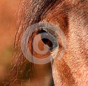 Eye of a Arabian Stallion