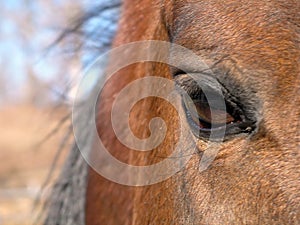 Eye of a Arabian Stallion