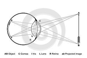 The eye as a camera, how an object is projected in the eyeball