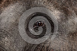 Eye of an asian elephant