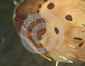 Eye of balloonfish