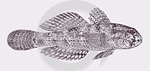 Eye-bar goby gnatholepis anjerensis